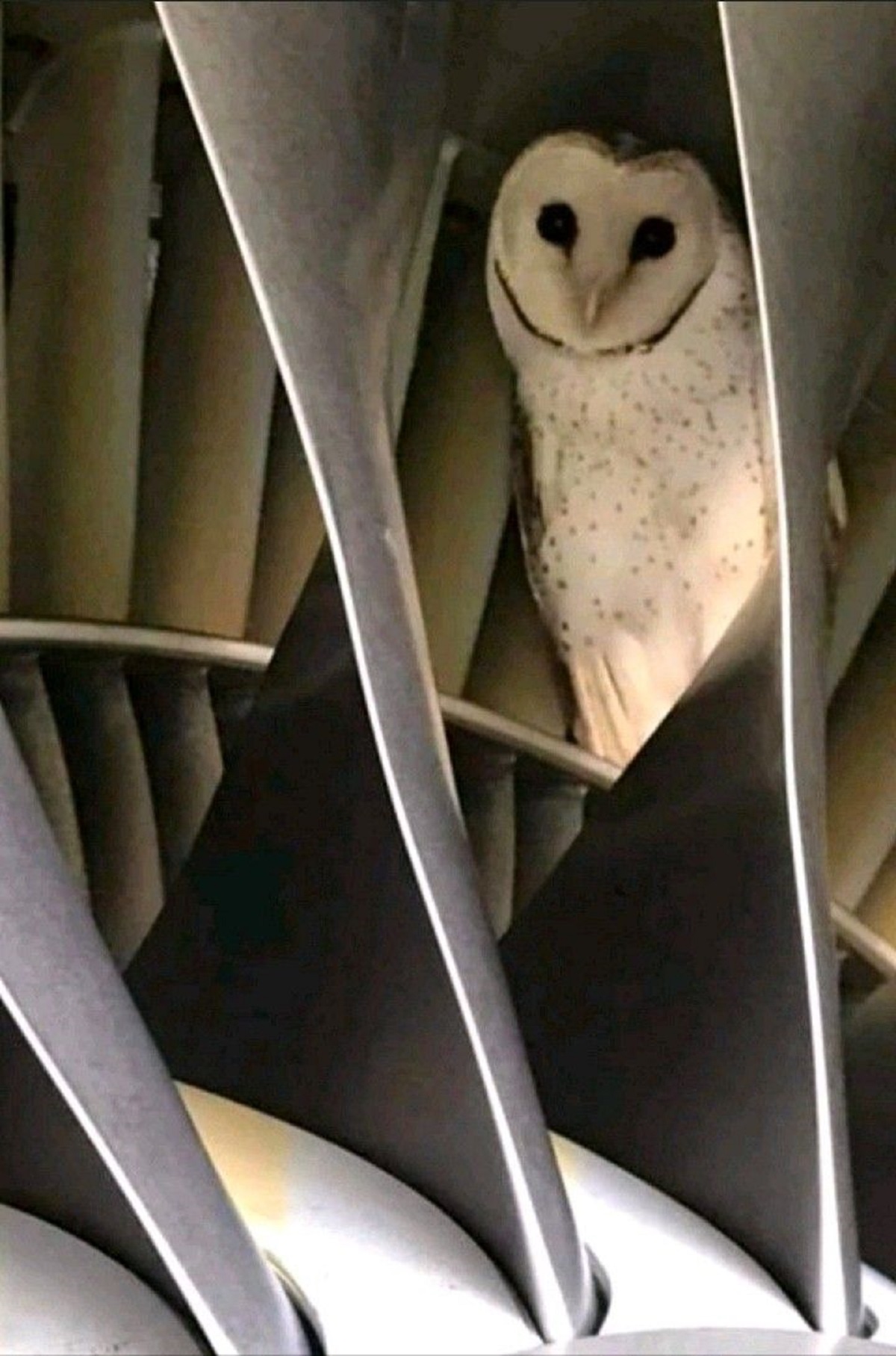 The pre-flight inspection