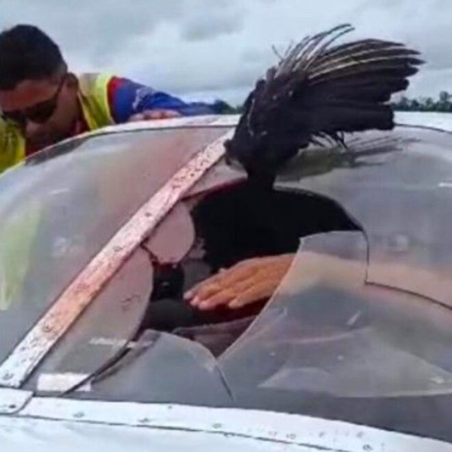 Thursday, December 05, in Eirunepé of Brazil, a vulture collided with the windshield of a single-engine aircraft.