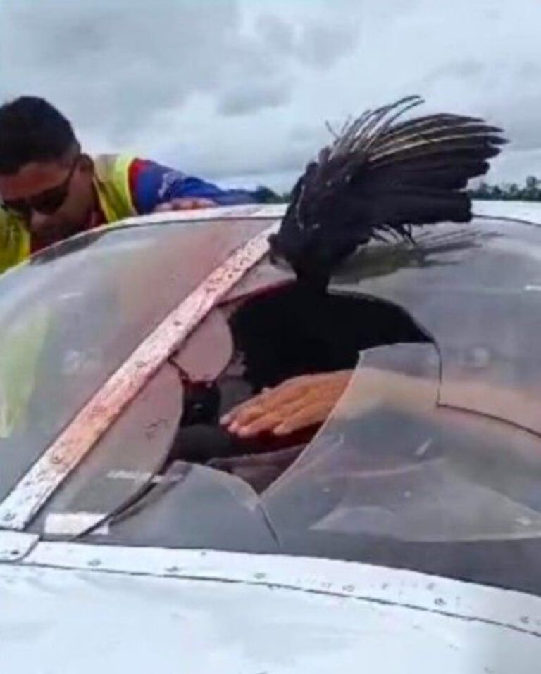 Thursday, December 05, in Eirunepé of Brazil, a vulture collided with the windshield of a single-engine aircraft.